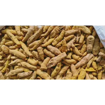 Fresh Turmeric Finger Supplier